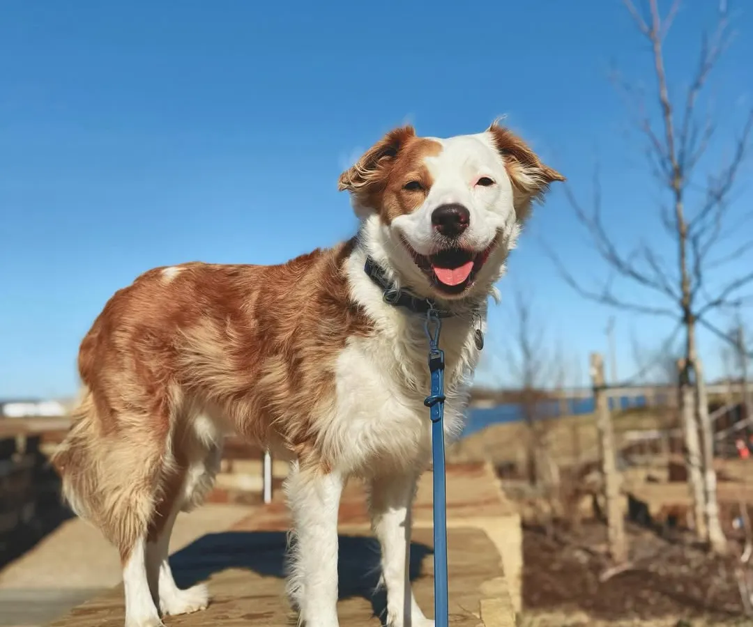 Meet Owen, one of my amazing graduates. He came to me needing to learn the basics, but his biggest issue was reacting to other dogs on his leash. Now, look at that happy, confident smile. This is the goal: a dog that is relaxed and can enjoy being out in the world with you.
