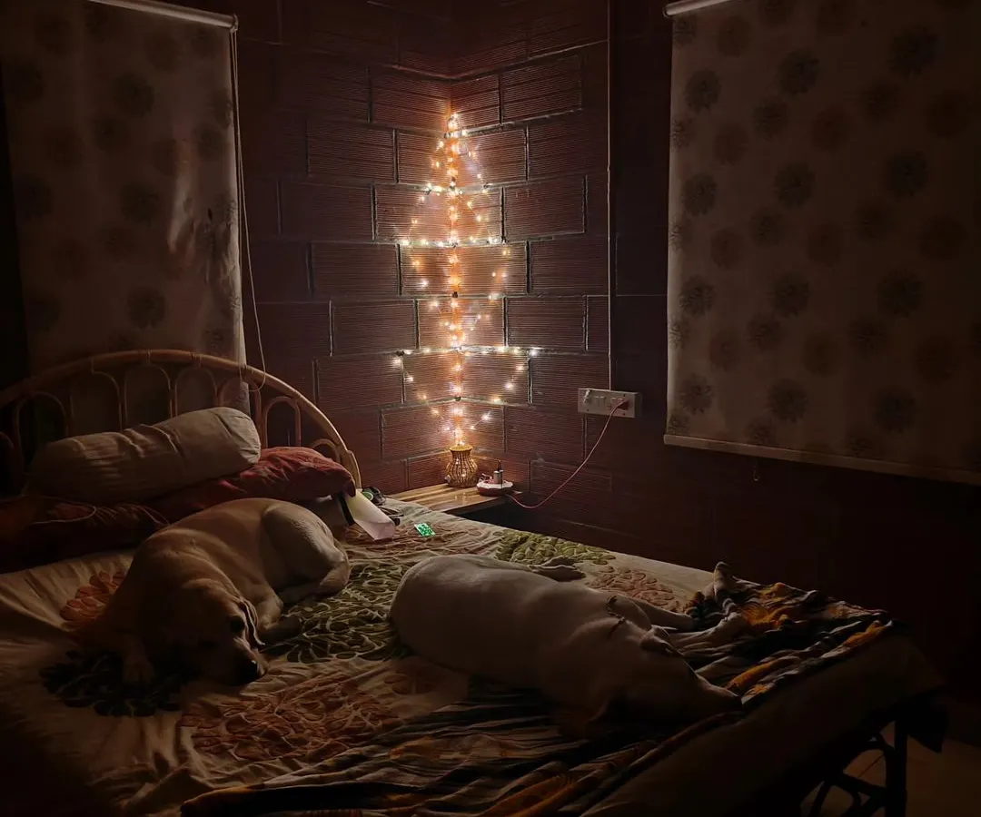 My home is their home. After a day of play, your dogs can crash wherever they feel most comfortable, even on the bed. This cozy, home-style boarding environment ensures they feel safe and loved, never like they're in a kennel.