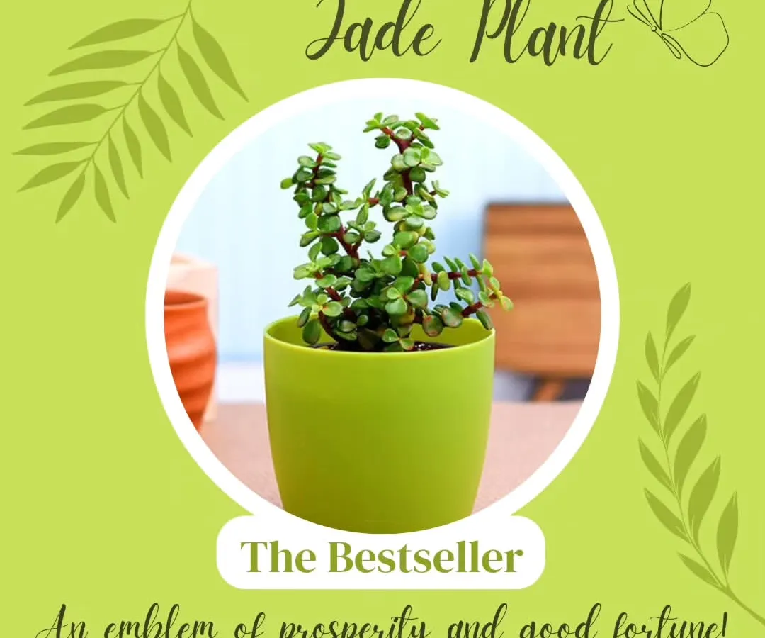 Our bestselling Jade Plant is more than just a beautiful succulent; it's a symbol of prosperity and good fortune. It's an incredibly popular and thoughtful gift for office desks and new beginnings, requiring minimal care to thrive.