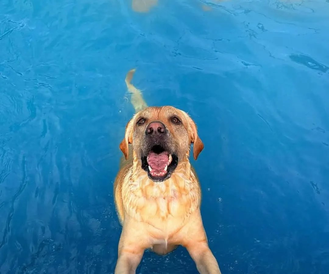 Pure joy looks like this. Our pet-friendly pools are the perfect spot for your furry friends to cool off, splash around, and have the time of their lives.