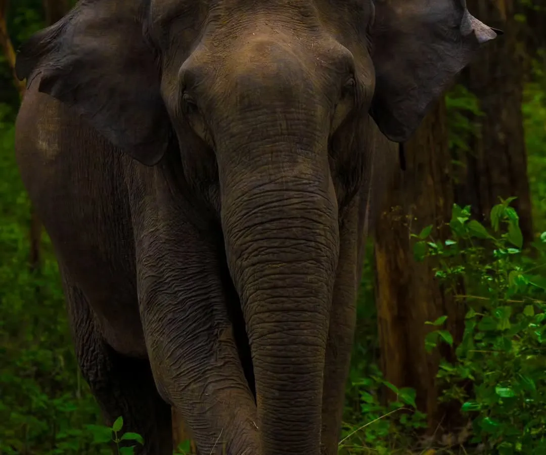 An intimate, head-on portrait of an Asian Elephant stepping out from the dense forests of Karnataka. The detail in its skin and its direct gaze create a powerful connection, making this image suitable for conservation campaigns and impactful editorial features.