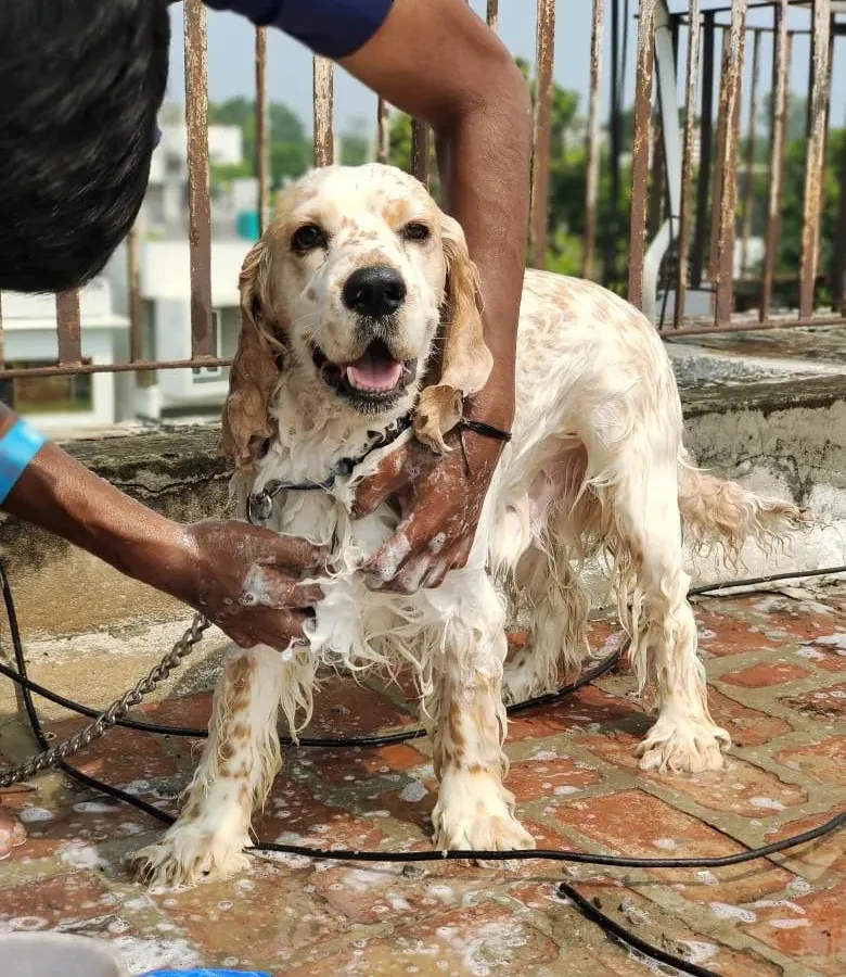 I can give your dog a bath anywhere you are comfortable, even on a terrace. Here, I am giving a Cocker Spaniel a thorough wash with natural dog shampoo to ensure a clean and healthy coat.