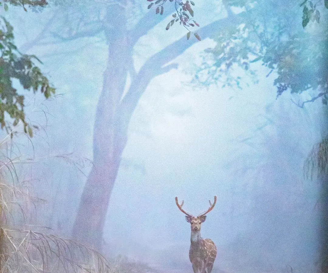 A truly magical moment from the woods of Pilibhit. A spotted deer stag appears like a ghost in the dense morning fog, a shot I wasn't even sure I had captured until later. This print embodies the mysterious and ethereal mood of the jungle.