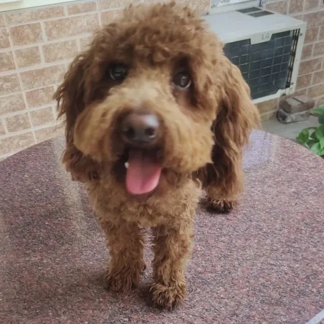 A fresh new look for this Poodle after a full haircut and styling session. I trim down the overgrown coat to reveal a happy, comfortable, and stylish pet.