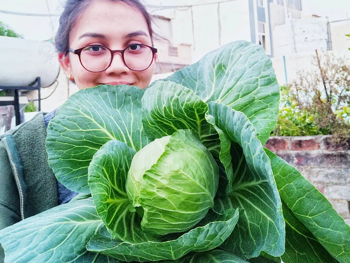Just look at the size of this homegrown cabbage. With the right techniques, which I'll teach you, you can grow vegetables that are bigger and tastier than you ever thought possible, even in a small city garden.