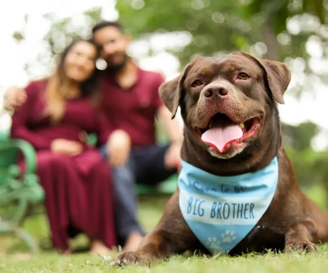 Welcoming a new baby is a journey for the whole family, including your first furry child. I specialize in maternity sessions that honor your pet's role as the original baby and soon-to-be big brother, capturing the anticipation and love that fills your home.