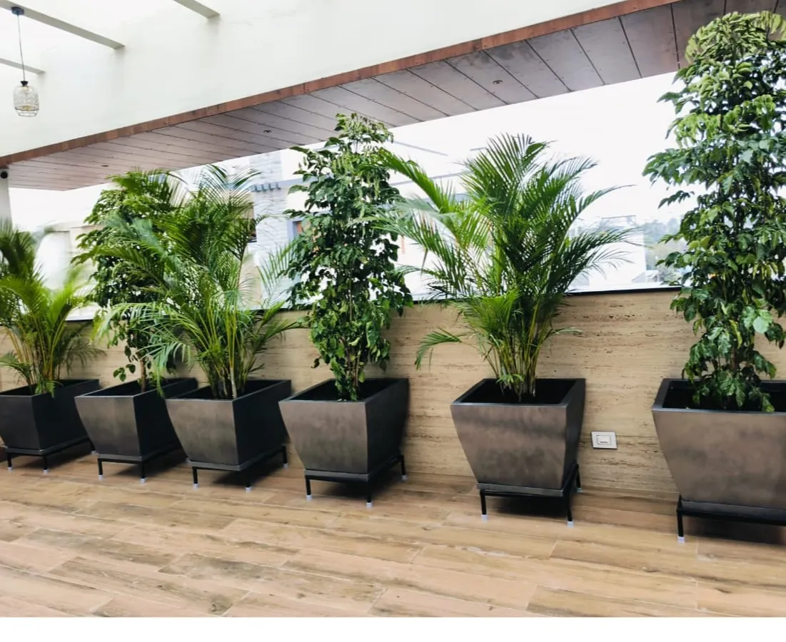 We transformed this indoor space with a series of sleek, square FRP planters on our custom-fit black metal stands. This setup creates a clean, modern green-belt effect, perfect for offices or covered patios.