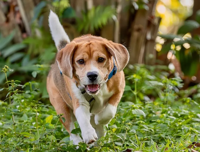 Capturing the sheer joy of a dog in motion is what outdoor action shots are all about. This happy Beagle, bounding through the greenery, is a perfect example of how I freeze those energetic, split-second moments of pure bliss during a pet photoshoot.