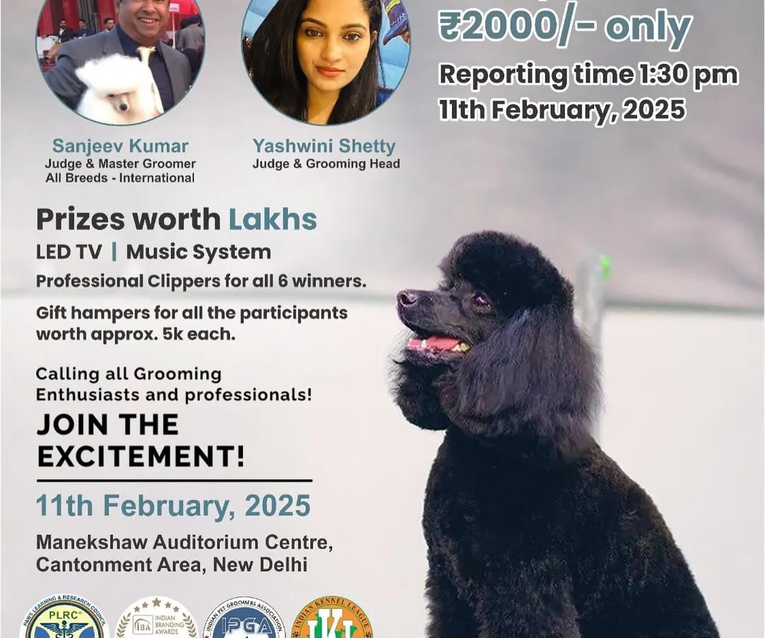 As an international judge and master groomer, I believe competitions are vital for growth. This poster is for one of our 'Salon Freestyle' grooming competitions, open to both beginners and professionals, offering a chance to test your skills and learn from the best in the field.