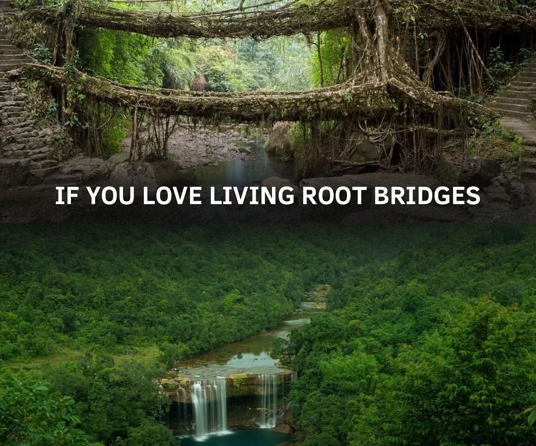 Welcome to the magic of Meghalaya. I take you on a trek through lush forests to see nature's own engineering marvel, the Double Decker Living Root Bridges. It's an experience you won't forget.