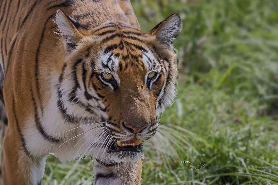 Locking eyes with a tiger in the wild is a profound experience. This young cub from the Dhikala zone of Corbett was just beginning to assert its presence. The forest always offers these unexpected, soul-stirring encounters if you are patient and present.