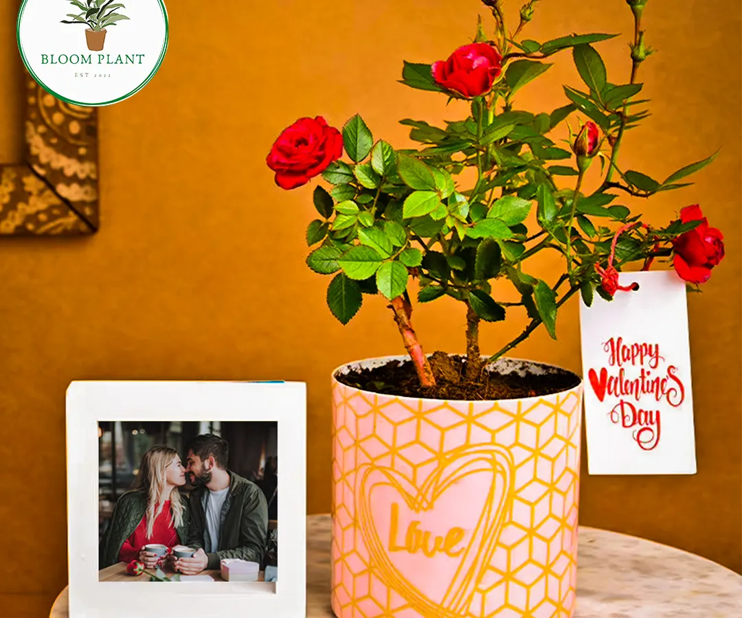 I believe in gifts that grow with your love. This Valentine's Day hamper features a beautiful blooming rose plant in a custom-designed pot, paired with a personalized photo frame to capture a special moment. It's a complete, heartfelt package for your special someone.