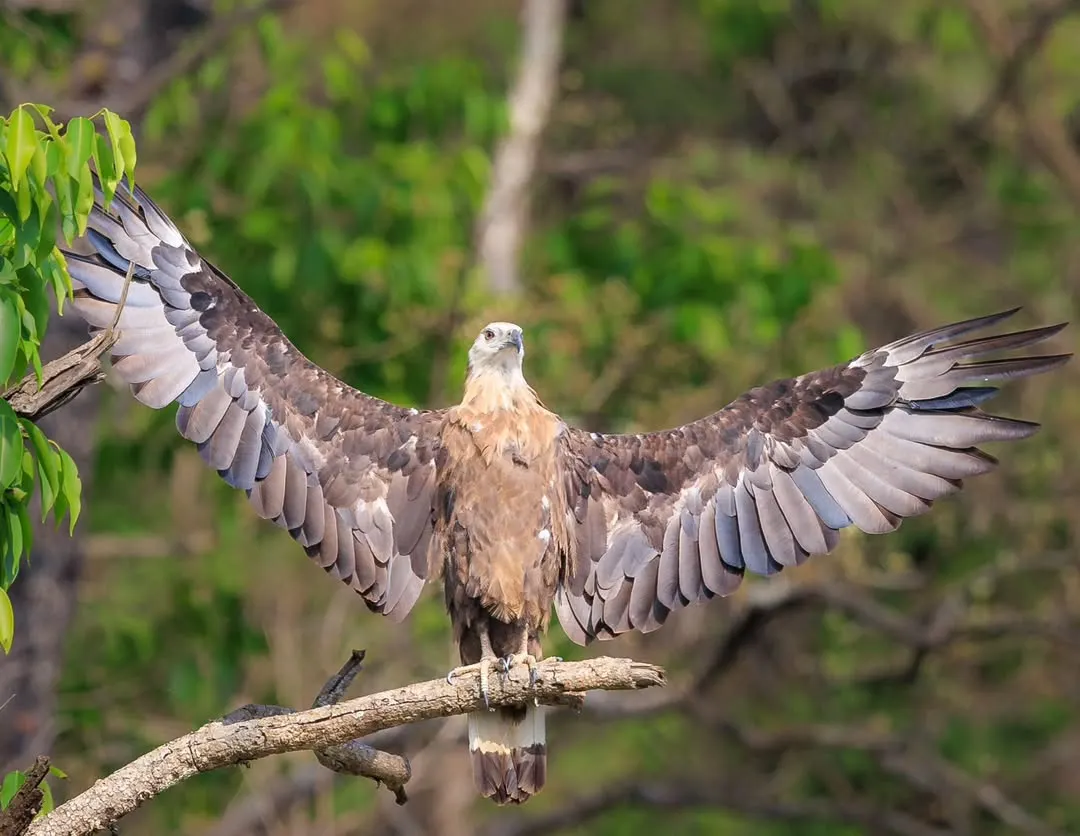 A Palla's Fish Eagle, a magnificent bird of prey, spreads its wings to dry after a dive. Capturing such powerful moments is a key part of our wildlife photography tours in places like Corbett National Park.