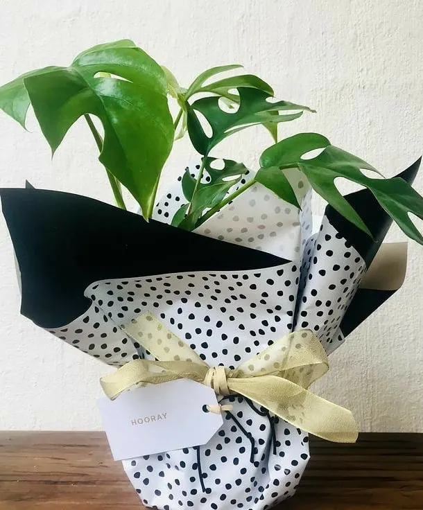 A gift should be full of life. This beautiful Monstera plant, wrapped in stylish black and white paper with a simple 'Hooray' tag, is a perfect example of my living plant gifts. It's a present that grows with you, perfect for any celebration.