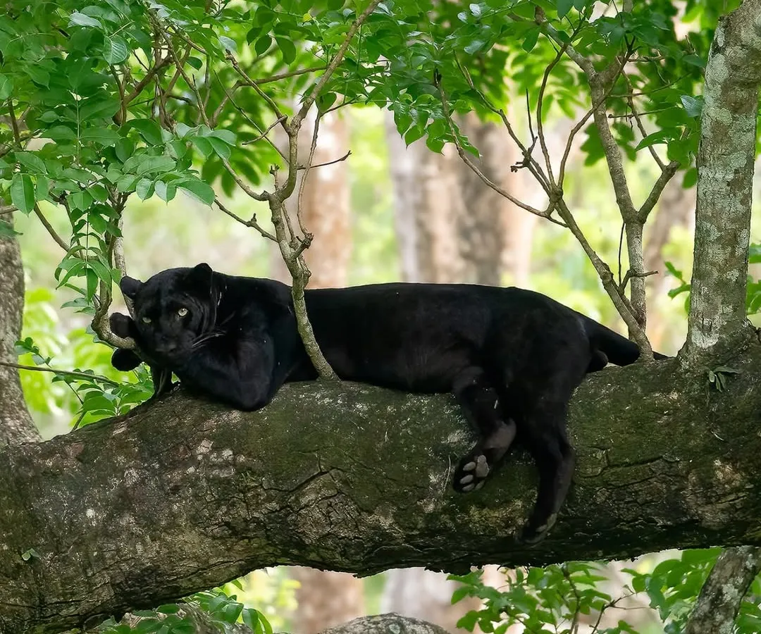 The ghost of the forest, a black panther, resting on a branch in the lush monsoon greens of Kabini. Sighting this elusive cat is a dream for many, and on my tours, I use my years of tracking experience to turn that dream into a reality.