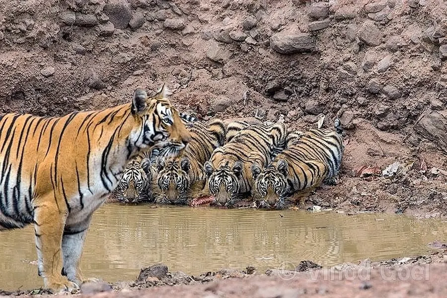 During the sacred days of Navratri, I was fortunate to witness this sight of nine pairs of tiger eyes. It instantly reminded me of Maa Durga and her nine divine forms worshipped during the puja. This is a perfect example of how the jungle speaks to our culture, a connection I explore in my writing and talks.