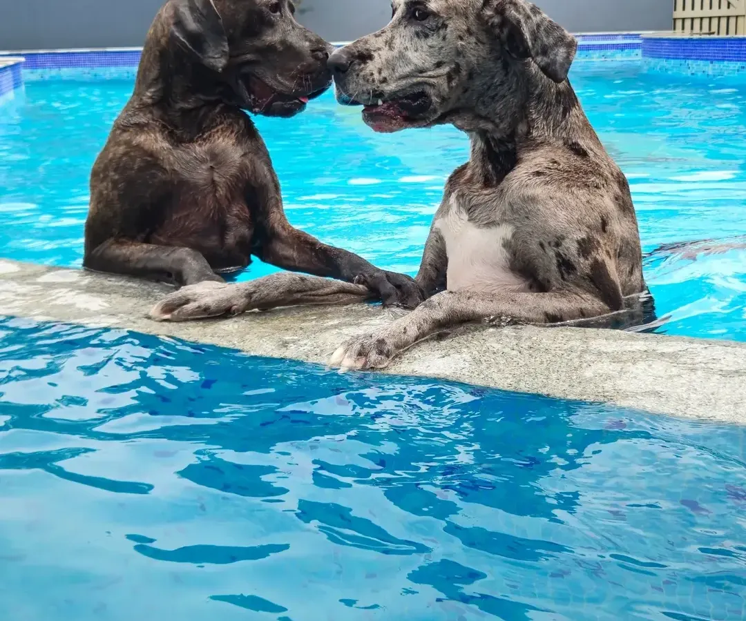 Moments like this are why we do what we do. Here are two of our gentle giants, sharing a sweet moment in the pool. It’s all about fun, friendship, and making happy memories.