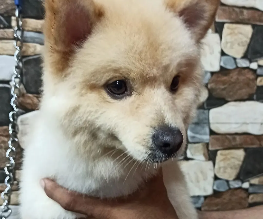 The big reveal. This is Bolt, a charming Pomeranian mix, looking sharp and feeling fresh after his full grooming session, which included a stylish teddy bear cut.