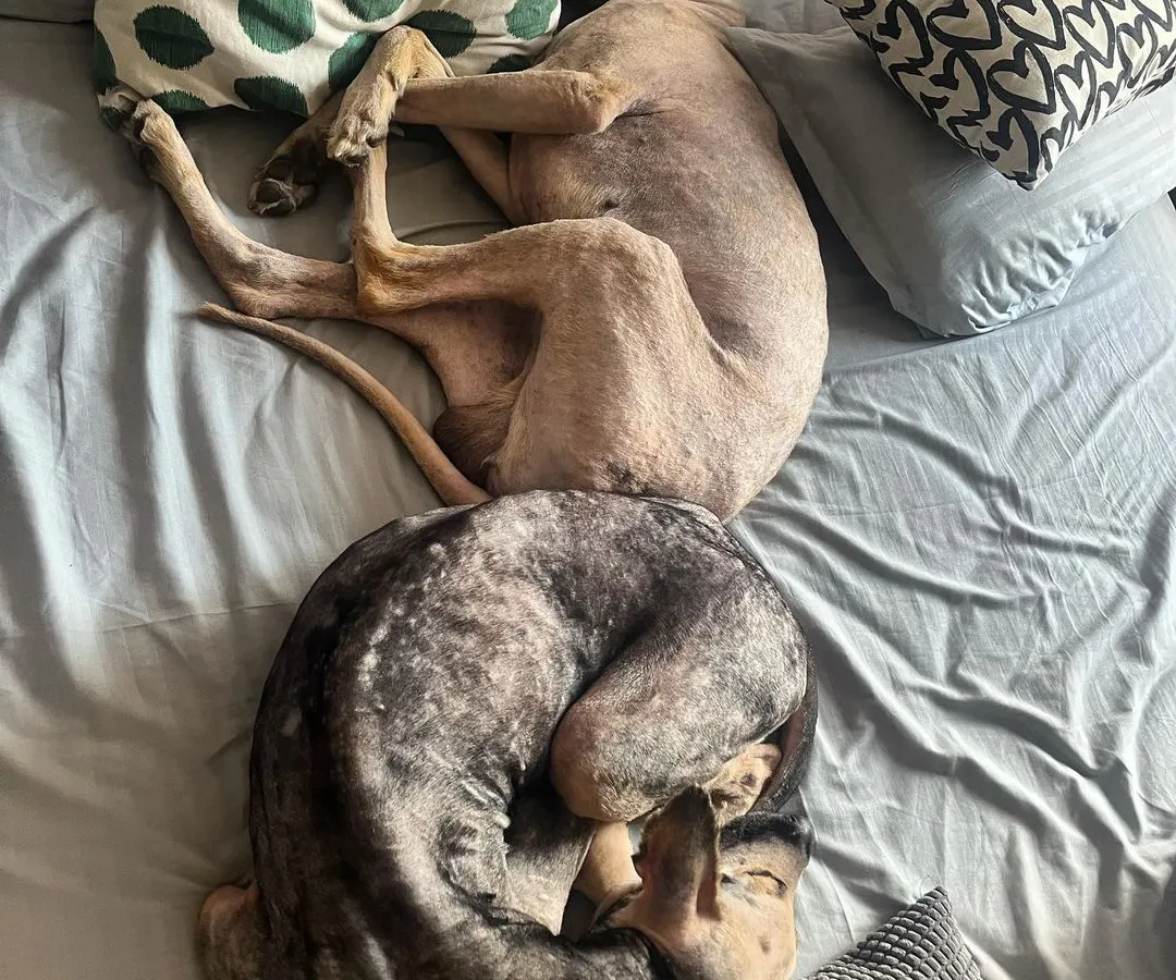 This is what "cage-free" really means at our house. Your fur babies are welcome to snuggle up on the bed for a nap, just like they would at home. We ensure every pet feels safe, comfortable, and completely relaxed.