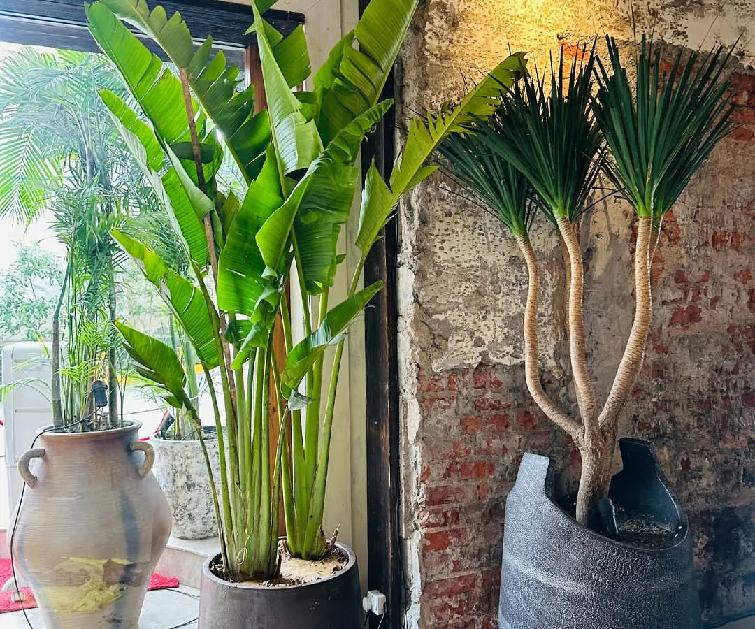 We help businesses create stunning green interiors. Here, a large Bird of Paradise and a Dracaena plant add a touch of nature and sophistication to a commercial space, creating a welcoming urban oasis.