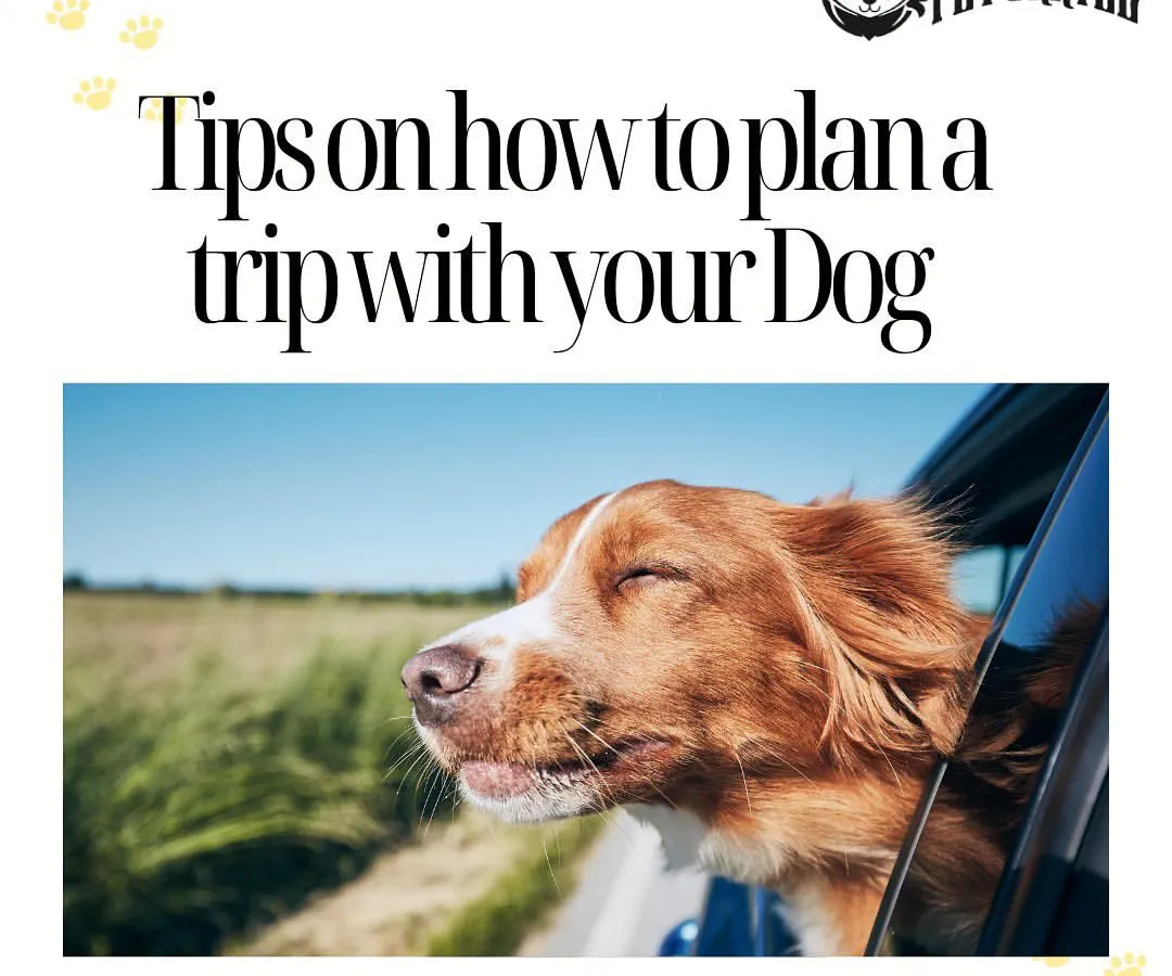 A happy dog enjoying a car ride is what my pet taxi service is all about. I provide safe, comfortable, and stress-free transportation in Mumbai and Bangalore, whether it's for a vet visit or the start of a holiday adventure.