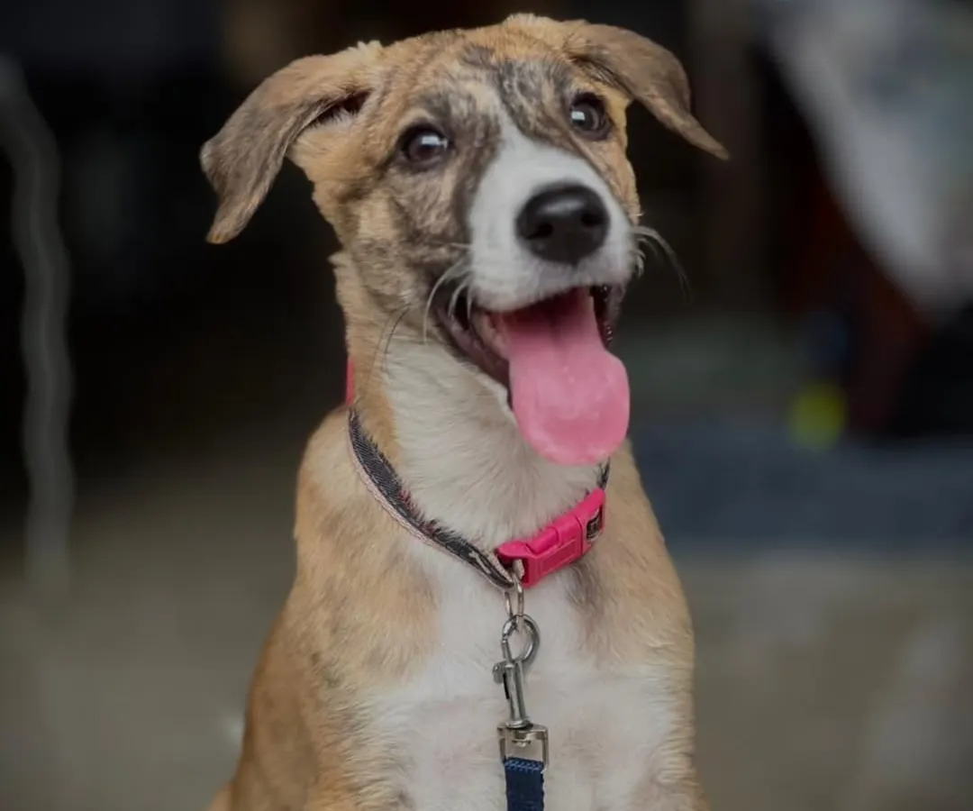 This is Reva, a gorgeous little pupper who is all joy and playfulness. She is a perfect example of the healthy, happy dogs our community rescues and fosters. She is waiting for a family to call her own.