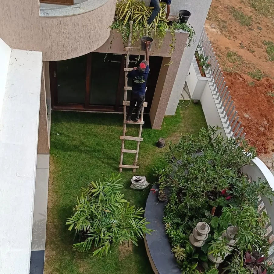 No space is out of reach for our team. Here you can see us carefully tending to an elevated planter on a modern villa. Our garden maintenance service includes safely accessing and caring for all parts of your garden, ensuring every plant, from the ground up, receives the attention it needs to thrive.