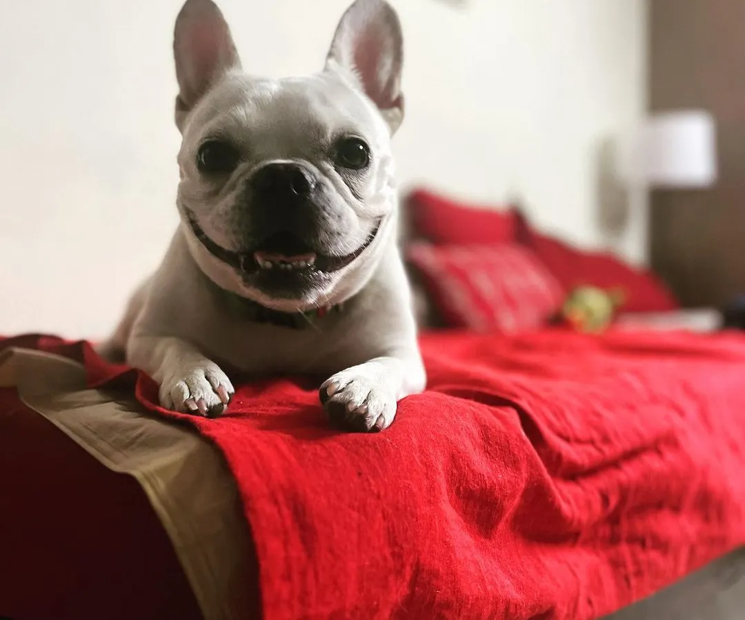 This is the happy face of a dog on a 'dogcation'. Fleur, a regular guest, knows she can make herself right at home on any bed she chooses. My goal is always to provide a stress-free, kennel-free experience.