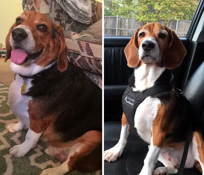 The Pawtbelly glow-up is real. Switching from processed kibble to our fresh, natural meals can lead to incredible transformations like healthy weight management and renewed energy. This before-and-after says it all.