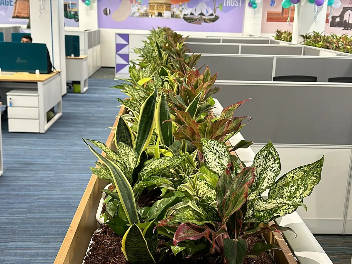Here is an example of my indoor plant work for the Adani Wilmar office in Delhi. I used built-in planters filled with a mix of durable plants like Snake Plants and Aglaonema to bring life and fresh air into the workspace.