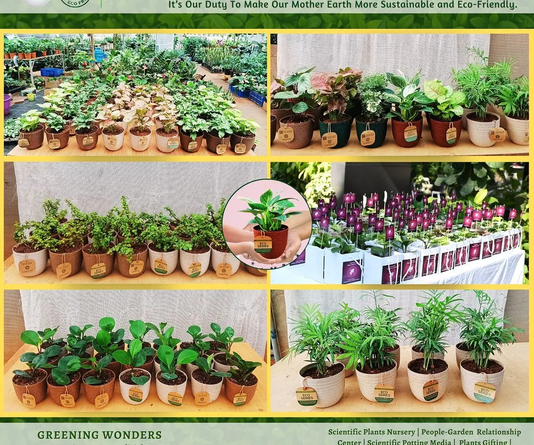 We are equipped to handle bulk orders of any size. This collage showcases our wide variety of healthy plants, from indoor foliage to flowering species, all ready to be potted and prepared for your corporate events or as return gifts.