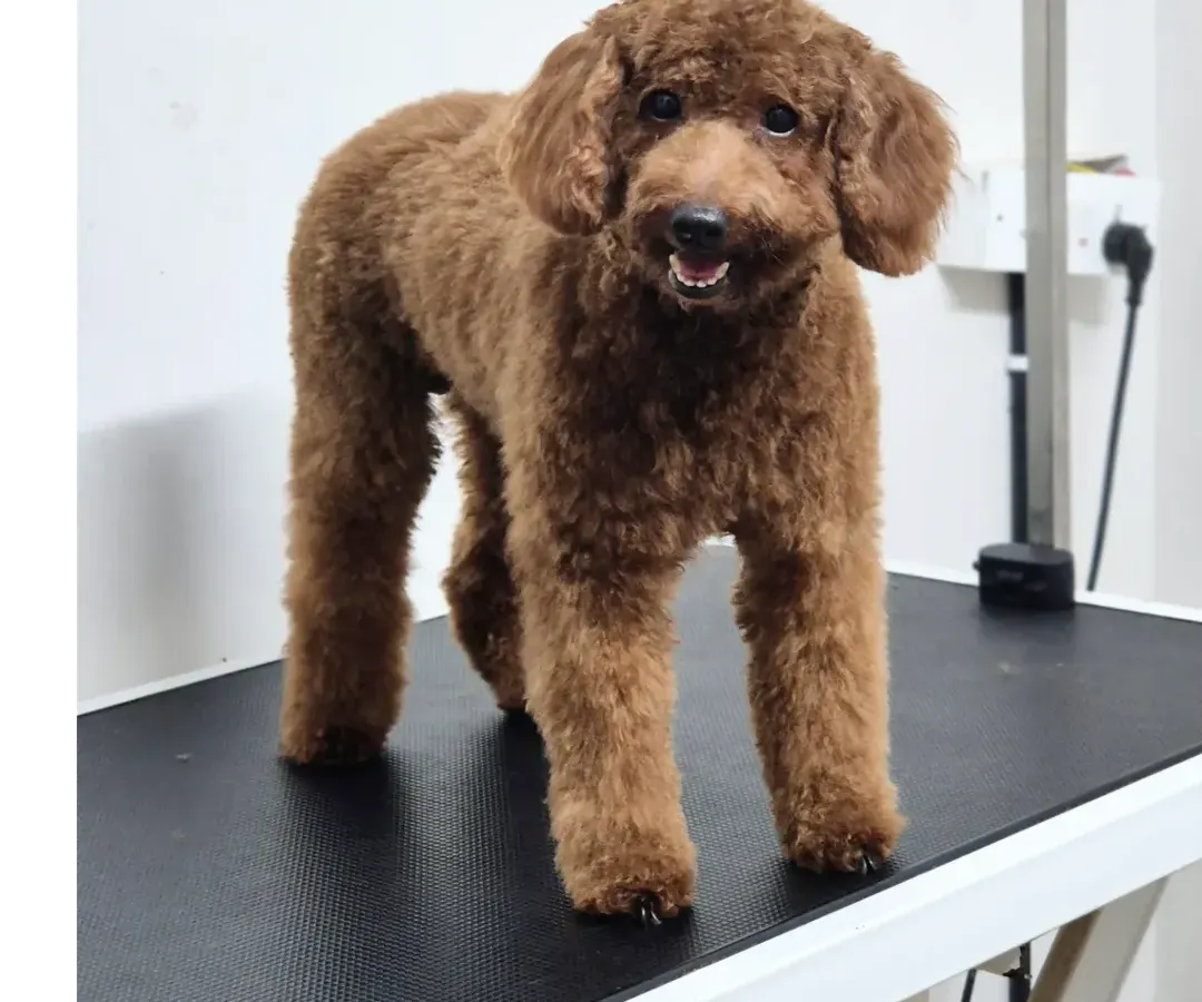 Look at this handsome poodle's fresh new look. After a careful haircut and styling, his beautiful curls are defined, and he looks so proud and happy. A proper trim keeps the coat healthy and manageable.