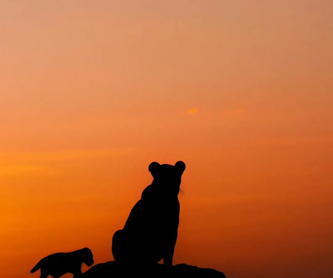 A classic 'Lion King' moment in the Masai Mara as a lioness and her cub are silhouetted against the setting sun. Capturing these iconic silhouettes is a core part of my Kenya photo tours, where we learn to paint with light.