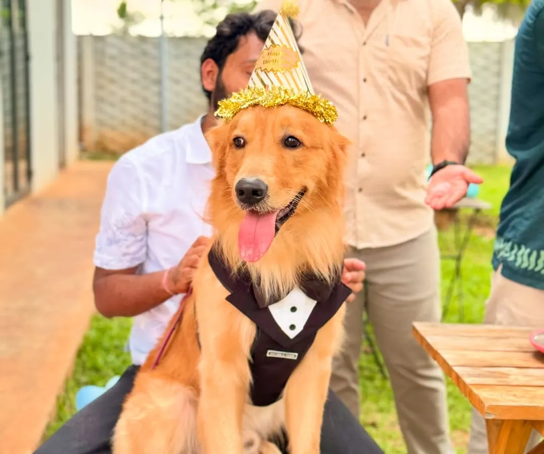 Dressed to impress for his big day! We love making birthday dogs feel like the star of the show with fun outfits, party hats, and all the attention they deserve.