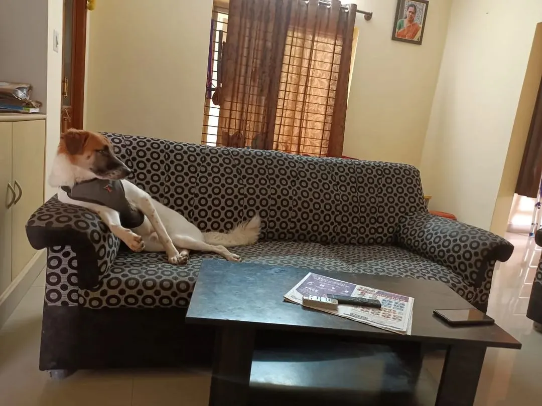 This is Zuzu, making himself completely at home on the sofa. We have a strict no-cages policy, which means your furry kid can find their own favorite spot to relax, just like they would in their own house.