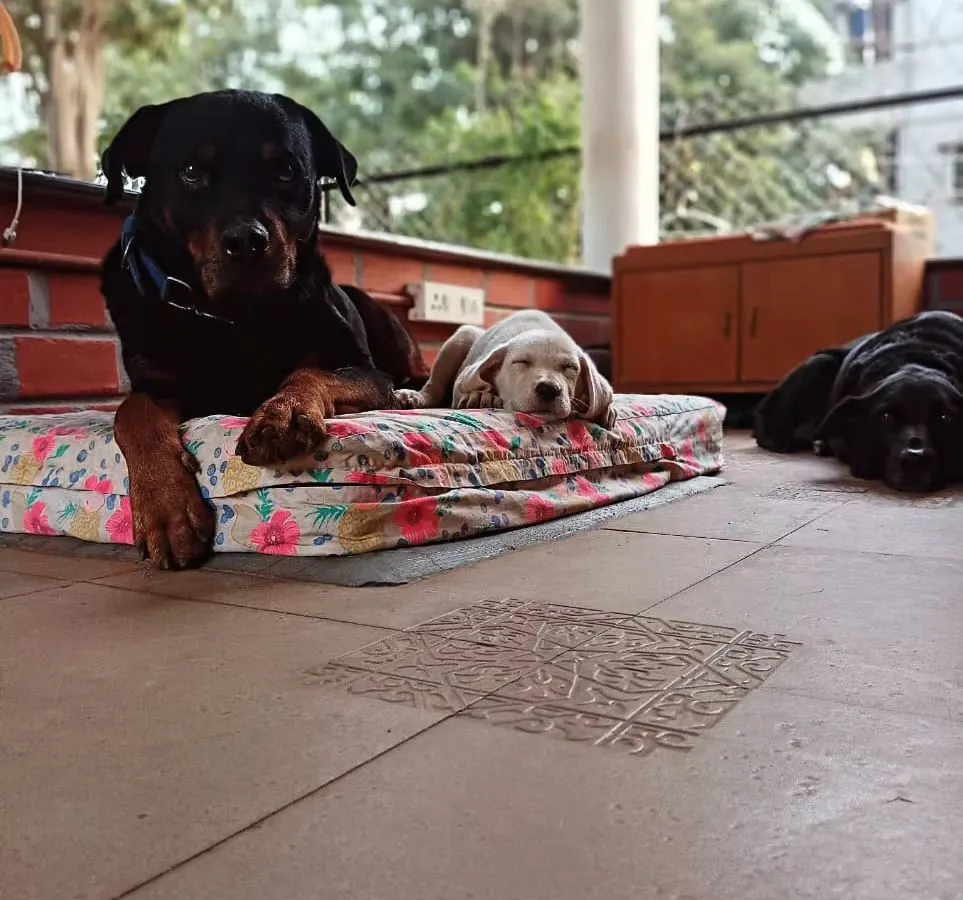 This picture says it all. Here is Simba, a Rottweiler with a tough past, acting as a gentle guardian for a tiny foster puppy. With consistency, clear boundaries, and trust, even dogs considered "dangerous" can become the most gentle souls. This is proof that no dog is ever truly broken.