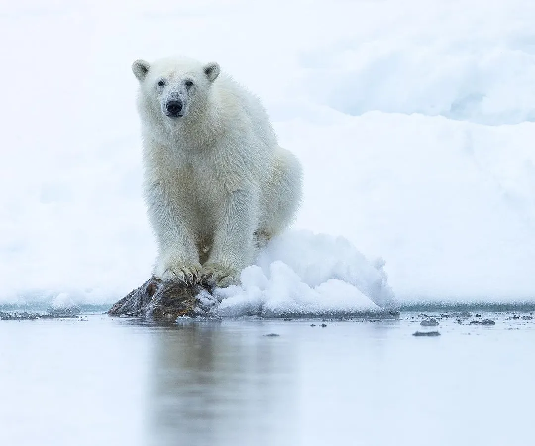 A young polar bear pauses on a rock at the edge of the Arctic sea ice in Svalbard. We use small expedition ships to get close yet respectful encounters like this, allowing for clean, high-key portraits that highlight the stark beauty of the polar realm.