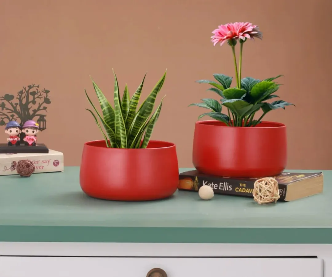 I love how this pair of vibrant red metal planters adds a pop of color to any space. They are perfect for housing easy-care indoor plants like the Snake Plant and Gerbera Daisy shown here, making them a simple yet elegant decor upgrade or gift.