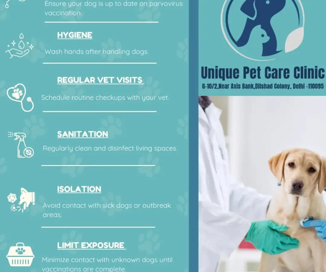 This is a look at the preventative care I believe in, from essential dog vaccinations to regular vet visits. I bring these services to your home, ensuring your best friend gets the care they need in a familiar, stress-free environment.
