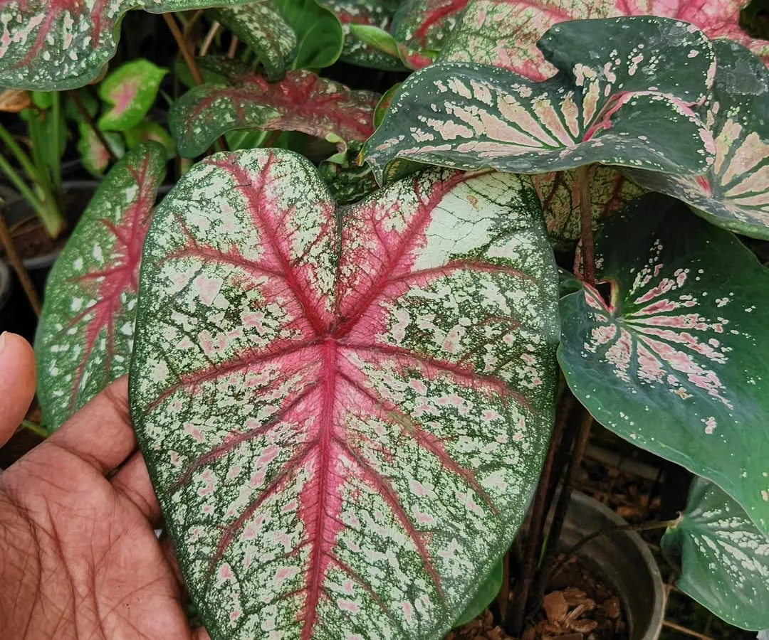 This is the Heart of Jesus plant, also known as Caladium. Its stunning, paper-thin leaves with vibrant patterns make it a true statement piece for any indoor plant collection.