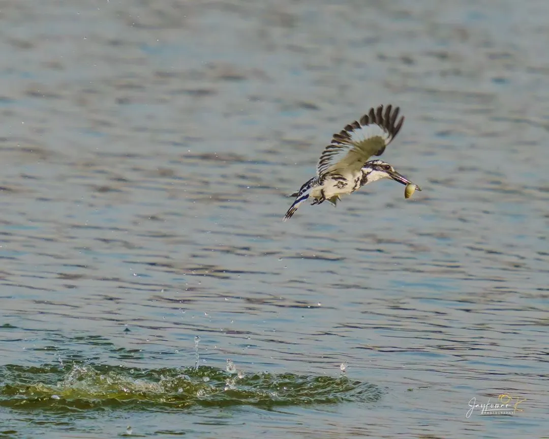 A Pied Kingfisher emerges victorious, water droplets scattering as it takes flight with its catch. This action shot, frozen in time, is a testament to patience and makes for a dynamic wall art piece.