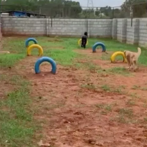 Two friends enjoying a beautiful day in our 2,800 sq ft off-leash play area. We provide a safe, supervised space for dogs to socialize, form their own gangs, and just be dogs.