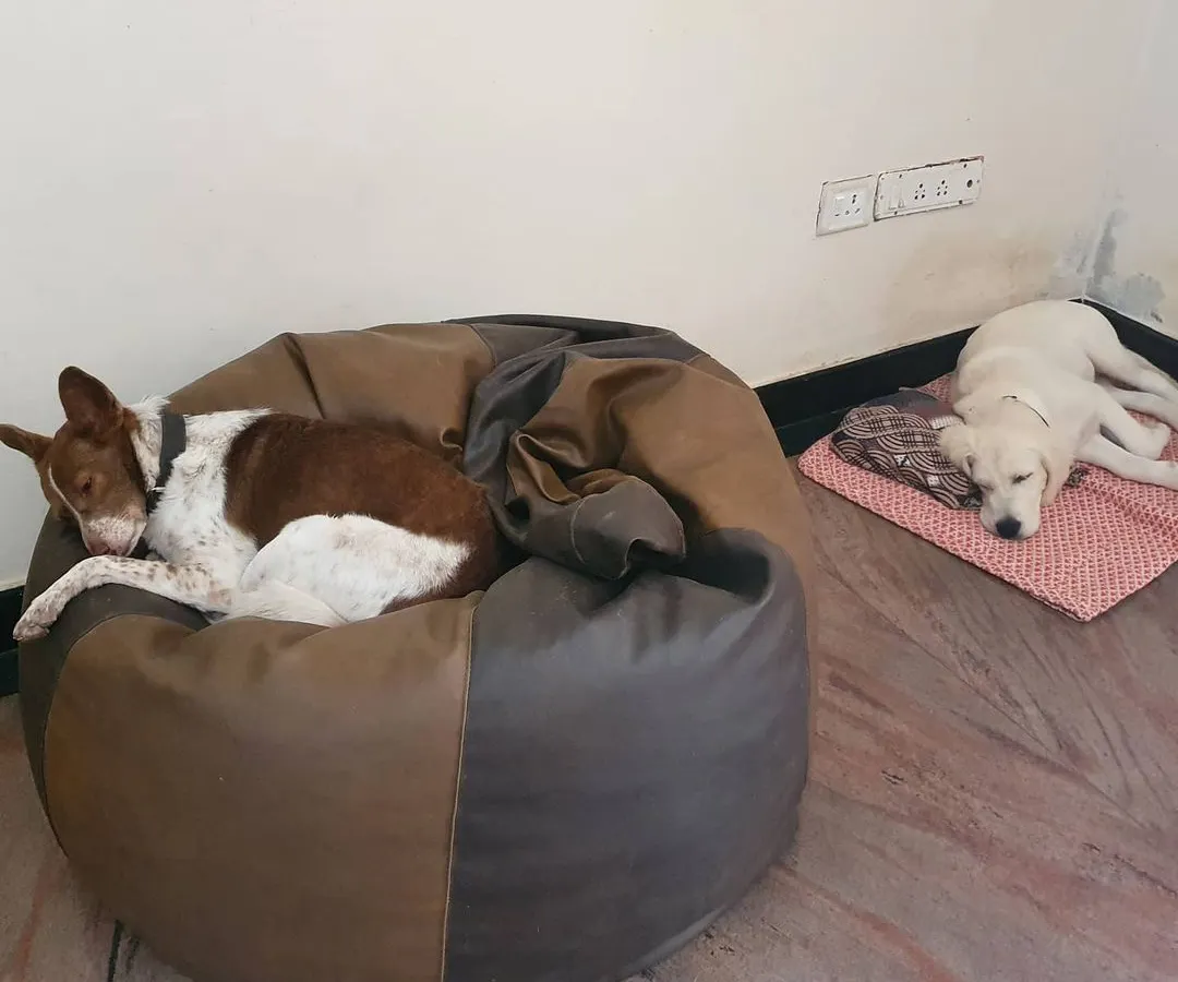 Comfort is key in my home. Your dog can choose their perfect nap spot, whether it's a plush bean bag like Flash the Indie pup, or a cool spot on the floor like Boomer. It's all about making them feel safe, relaxed, and part of the family.