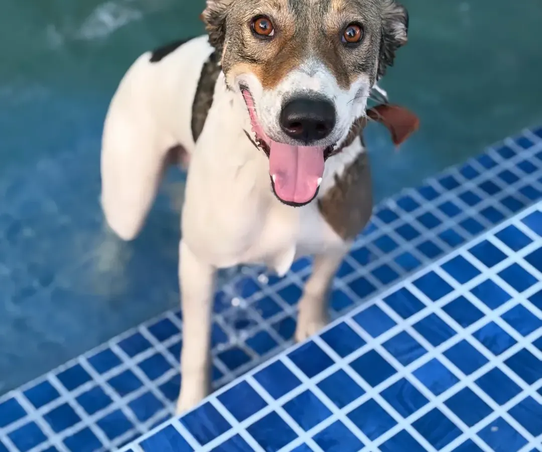 Nothing beats the pure joy of a cool swim on a warm day. Our pet swimming pool is a favorite spot for our guests to splash, play, and cool off in a safe and clean environment. Look at that happy face. This is what a perfect day out looks like.