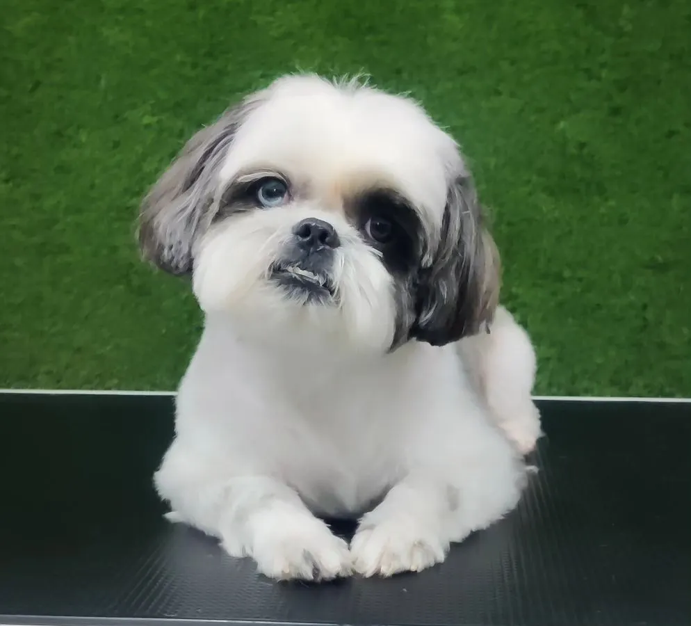 This is the perfect example of a classic Shih Tzu puppy cut. I shaped the coat to be clean, manageable, and incredibly soft, paying special attention to the face to create that adorable, round expression. This style is great for keeping your puppy comfortable between grooms.