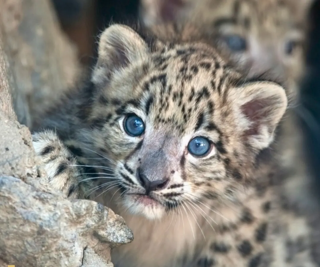A rare and heartwarming glimpse of a young Snow Leopard cub, with its striking blue eyes, peering out from the safety of its rocky den. Our specialized expeditions into the high-altitude mountains of Mongolia and Ladakh are crafted to track this elusive "ghost of the mountains."