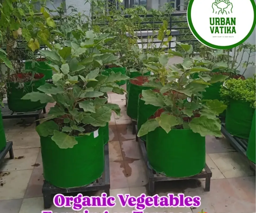 Imagine harvesting your own organic vegetables. I set up complete terrace farms using durable grow bags and healthy saplings, like these thriving brinjal plants, so you can enjoy fresh produce from your own home.