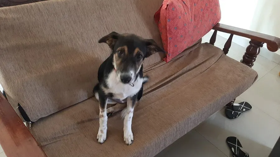 Meet Kaali, a sweet 4-month-old rescued Indie pup who is looking for her forever home. She's a friendly and gentle soul who gets along wonderfully with people and other dogs.