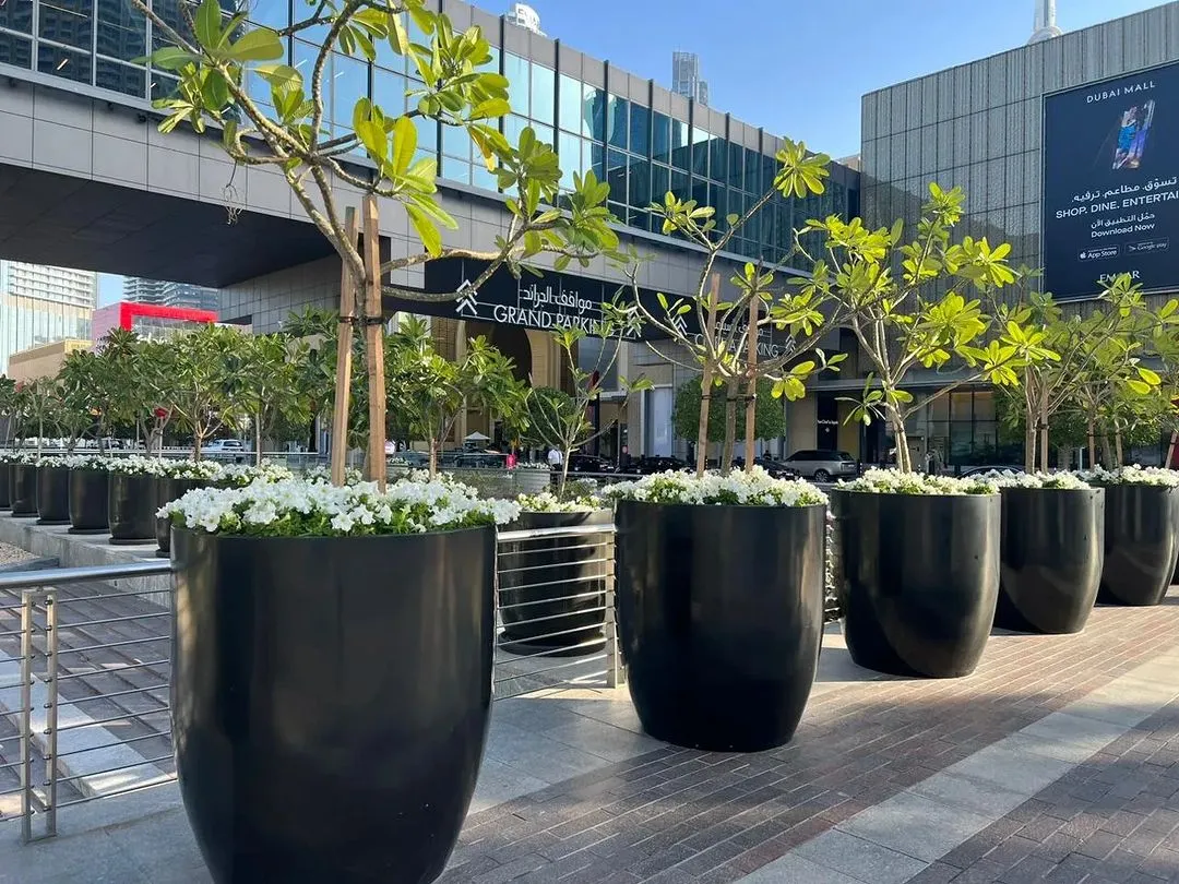 Our service extends to creating grand, elegant outdoor displays. These large-scale planters lining the entrance of a commercial building project an image of prestige and success before a visitor even steps inside.