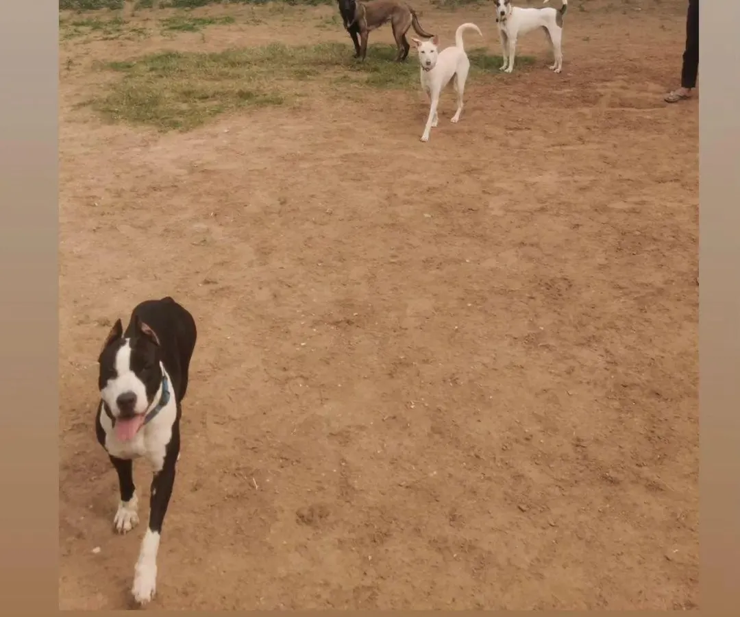 A typical day at my Gurgaon facility. Here, dogs in my Board & Train program learn to coexist and socialize in a controlled environment. This picture shows a mix of breeds in our sand playground, building confidence and learning appropriate dog-to-dog communication.